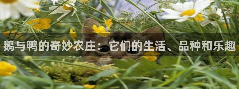 必一体育流水线是什么意思