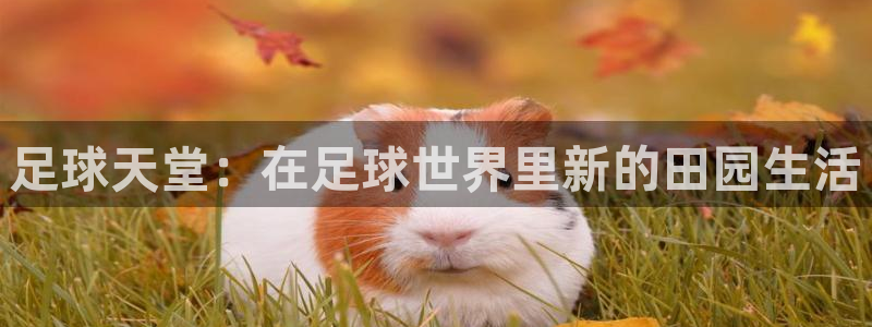 必一运动官网装机吧