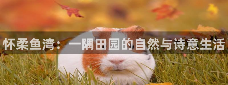 必一体育官方网站入口