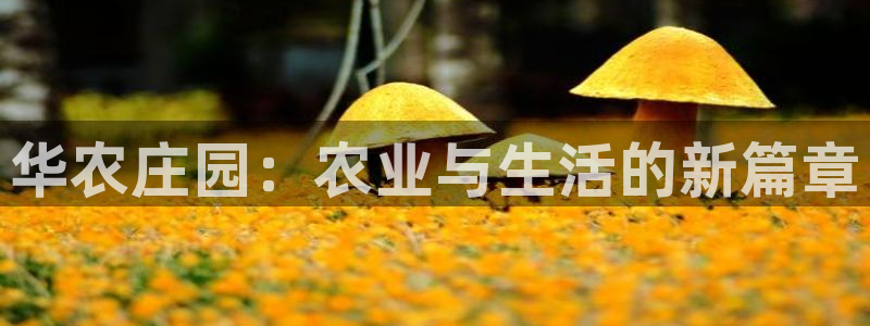 必一体育是哪里的台子