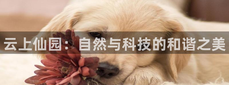 必一体育官网ios下载