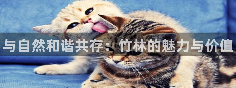 必一体育官网网站