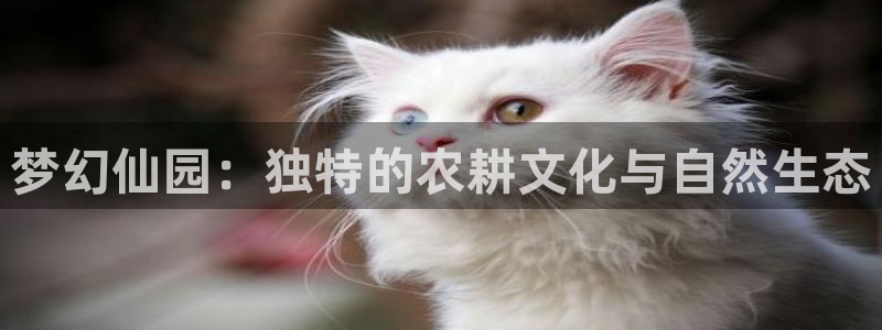 必一体育官方网站入口